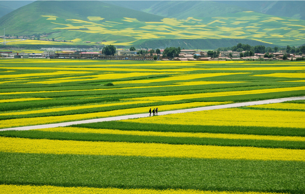 油菜花兒開(kāi)