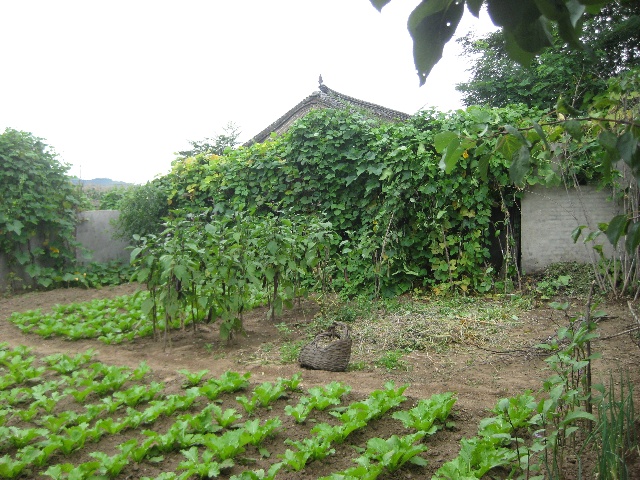 把寂寞種進菜園里