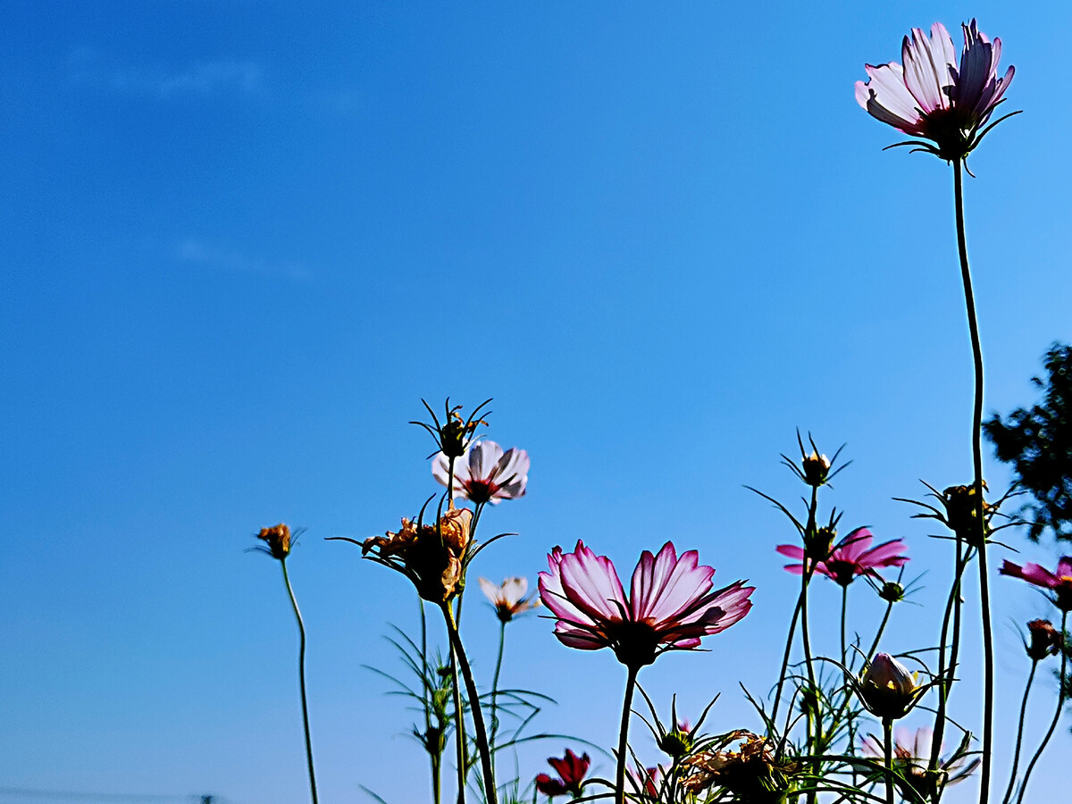 靜待花開