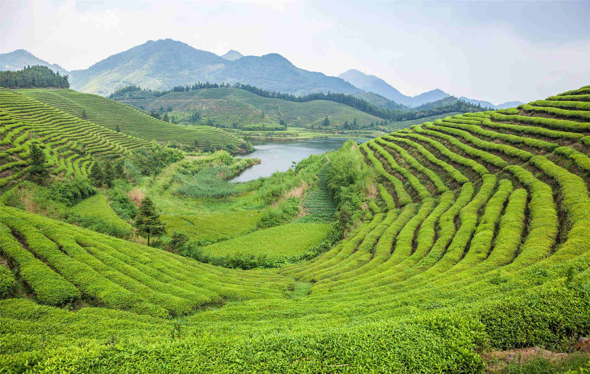 一抹綠意  一抹茶情