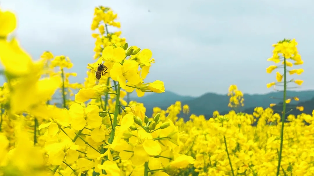 和春天一起，共赴油菜花海