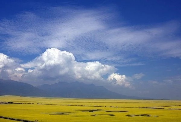 和春天一起，共赴油菜花海