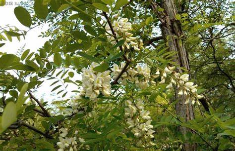 槐花盛開(kāi)的日子
