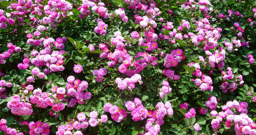 花開(kāi)花落