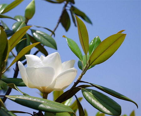 廣玉蘭樹(shù)下