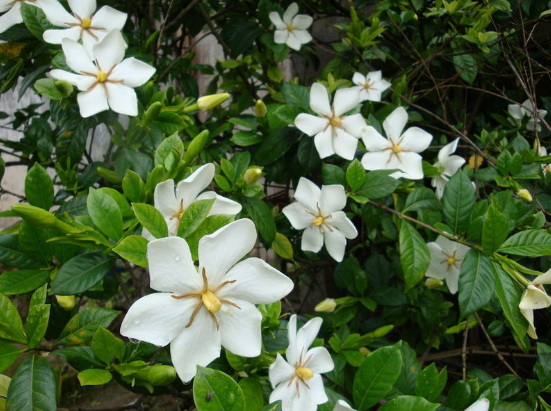六月來時 梔子花開