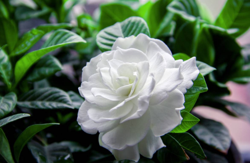 梔子花開(kāi)