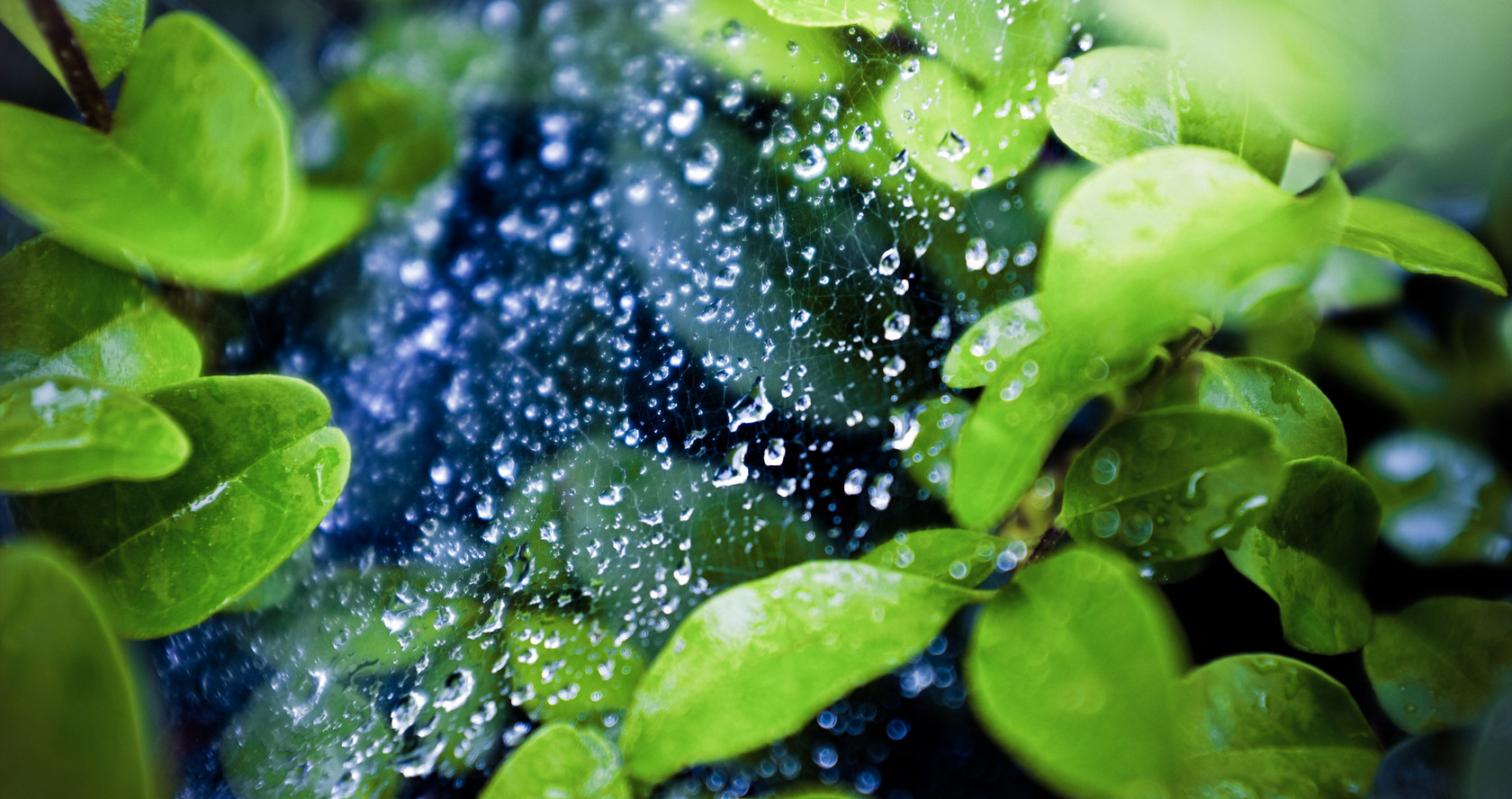 夏雨