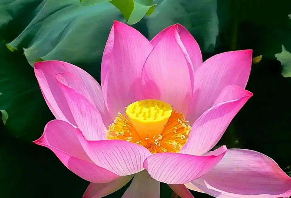 荷花清韻