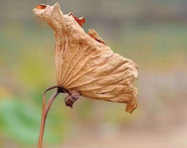 荷花清韻
