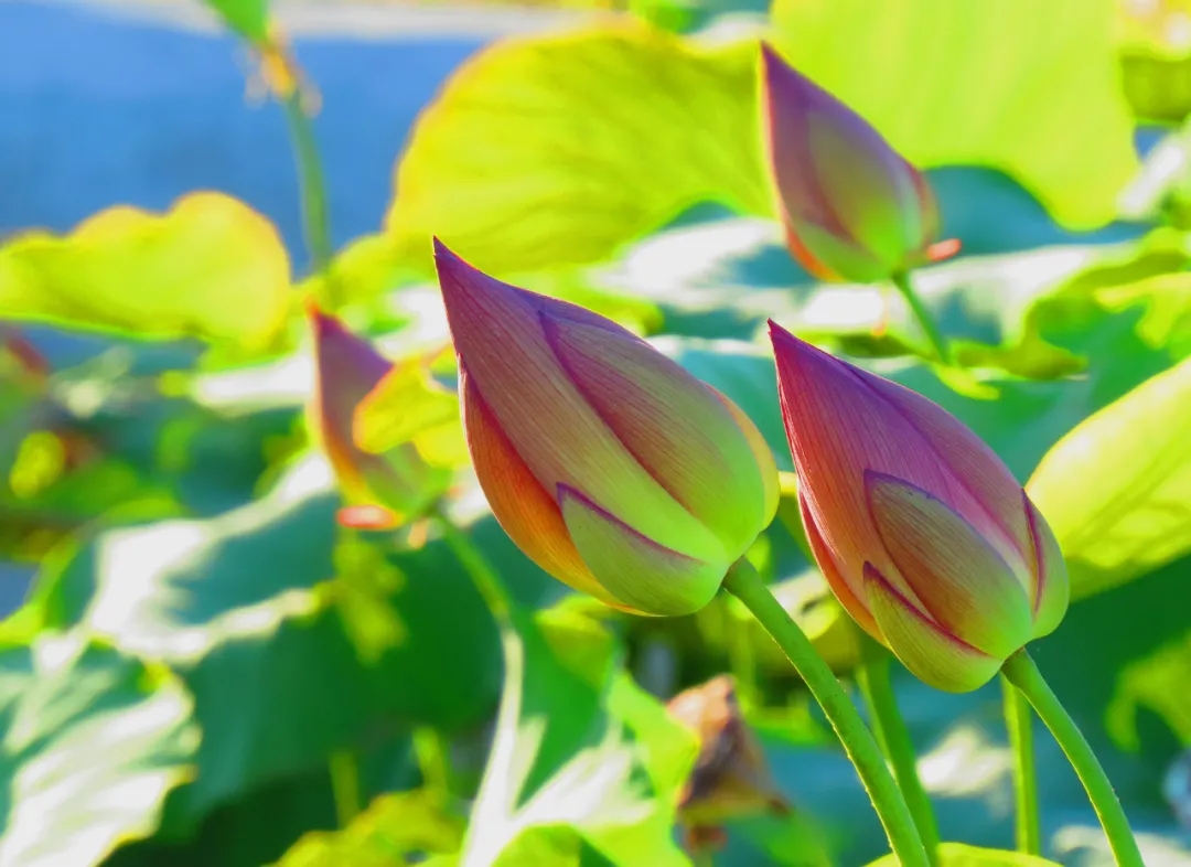 荷花清韻