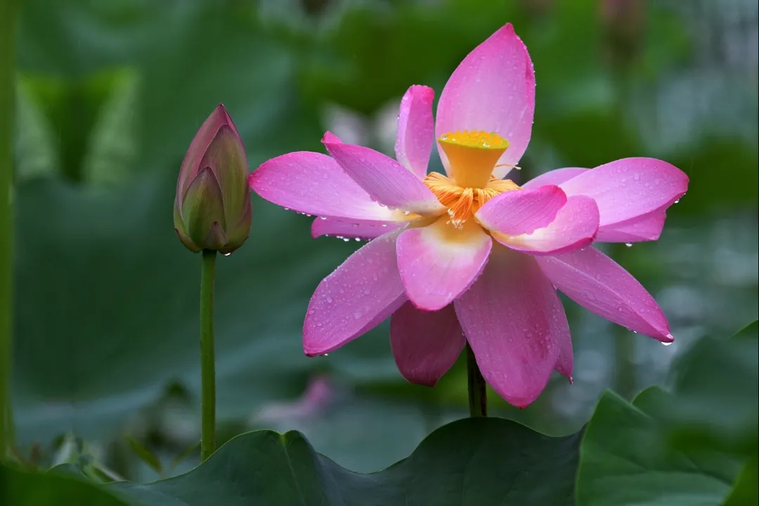 荷花清韻