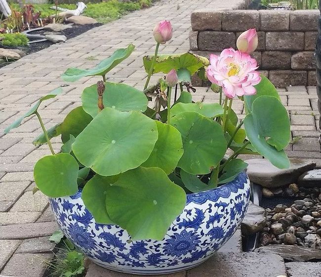 今播一顆種，明朝萬山花