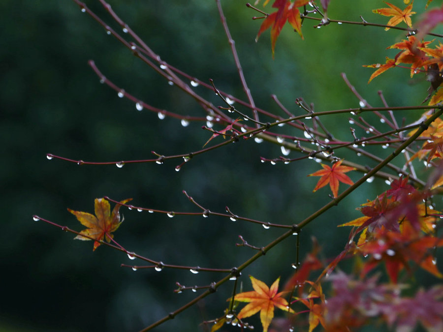 秋雨過，心未寒