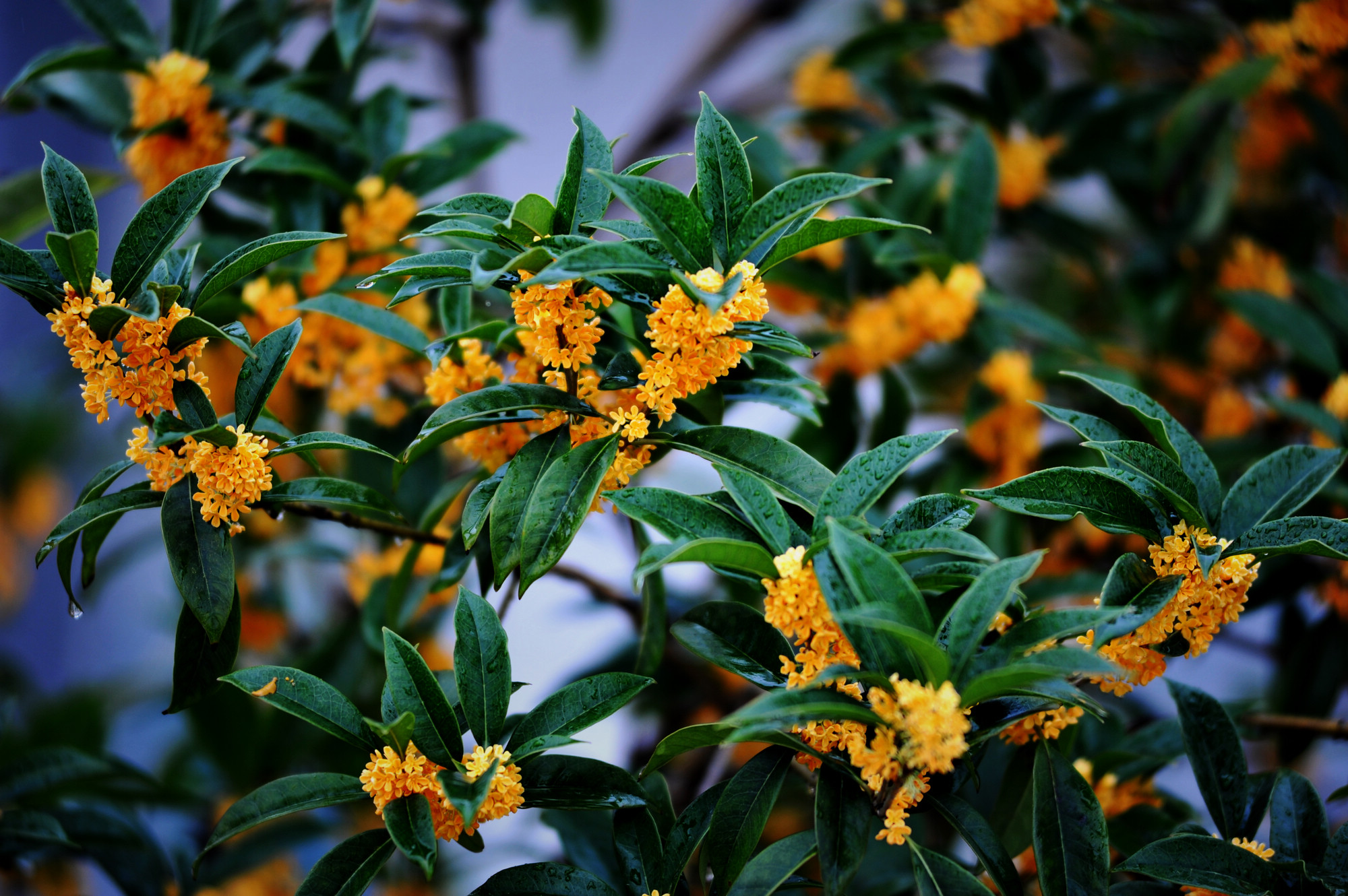 桂花香，飄鋼城