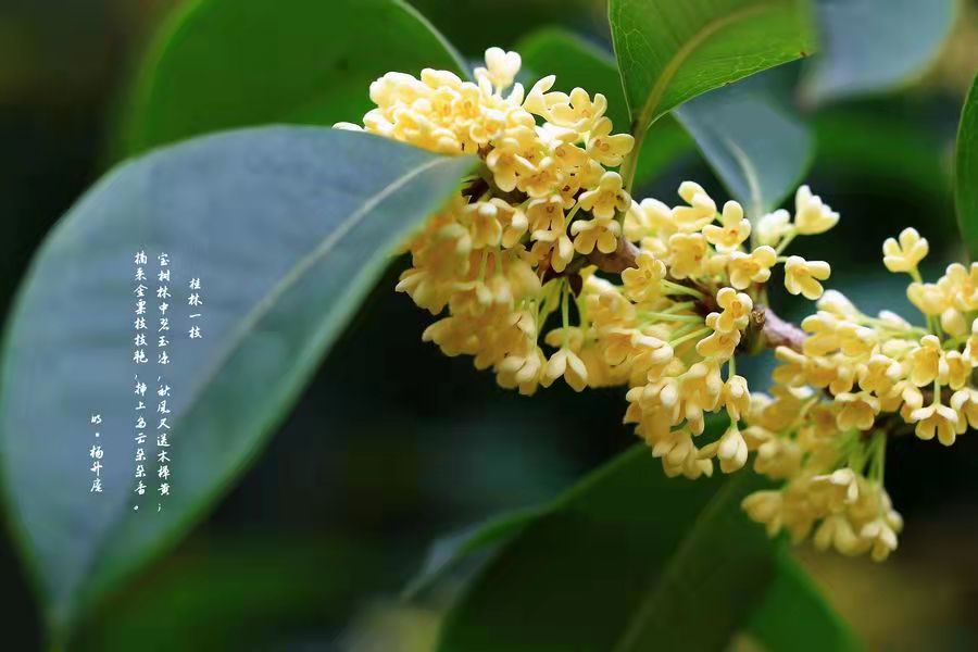 花香芬芳，時光染香