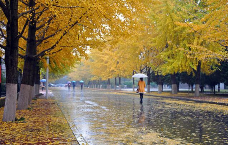 秋  雨