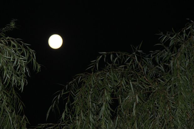月光，是團(tuán)圓的“底色”