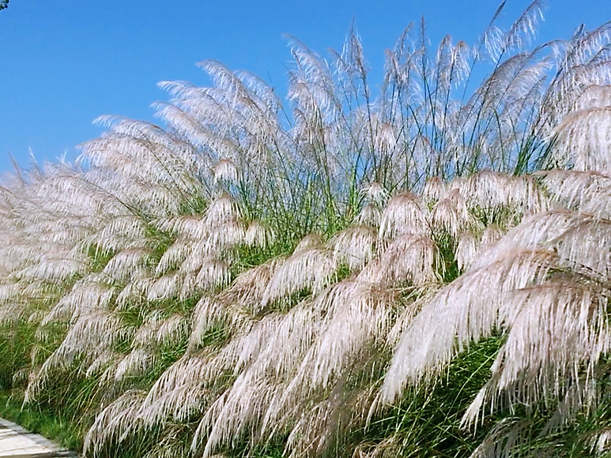 蘆葦花開