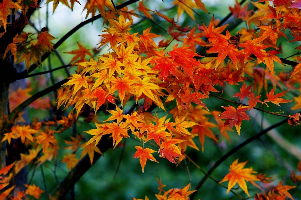 又見楓葉紅似火