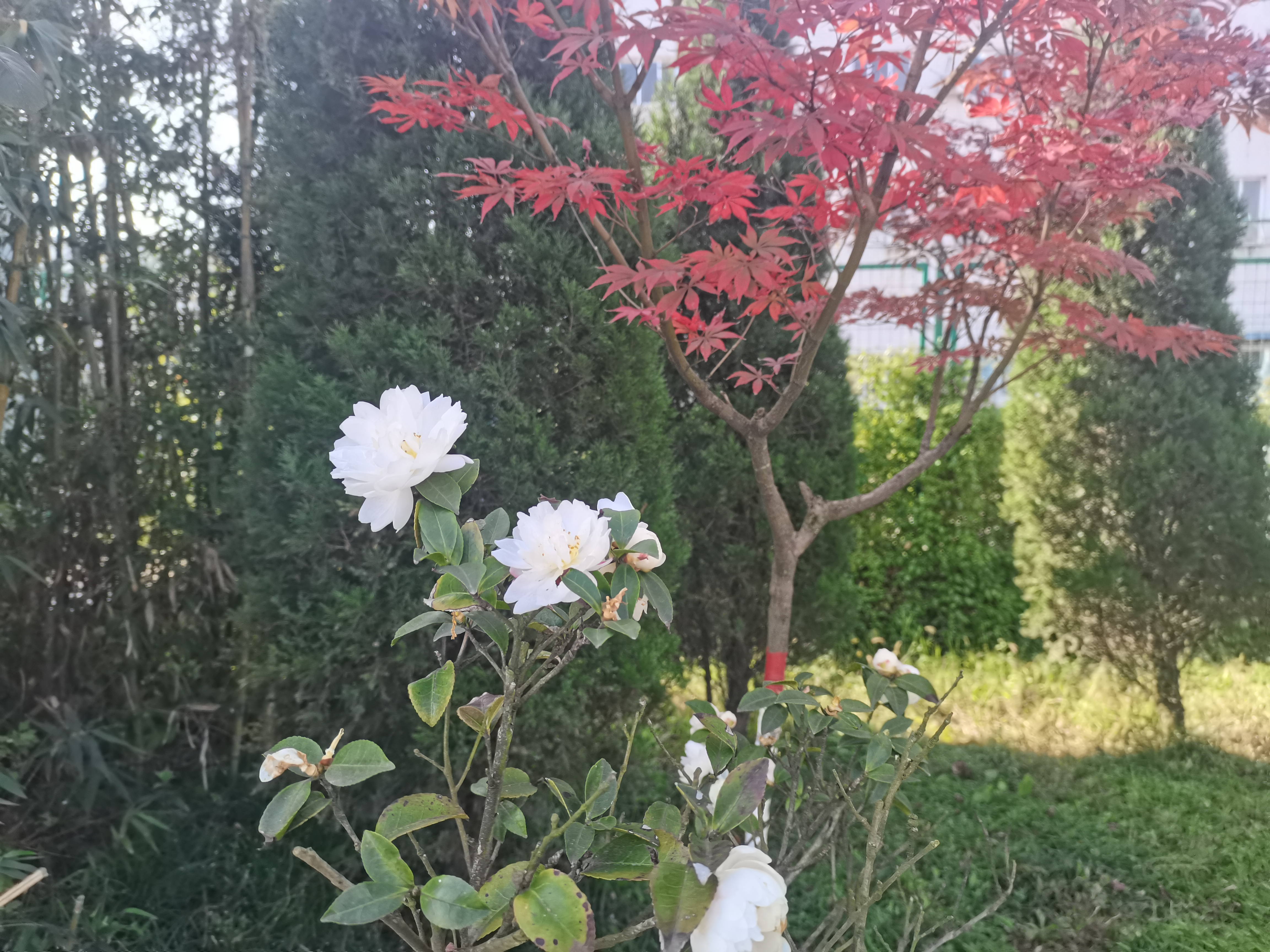 冬日花開