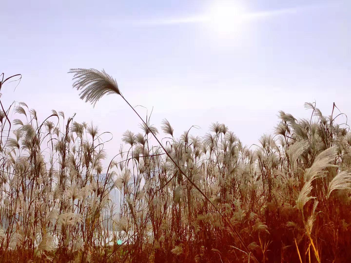 時(shí)光中的蘆葦