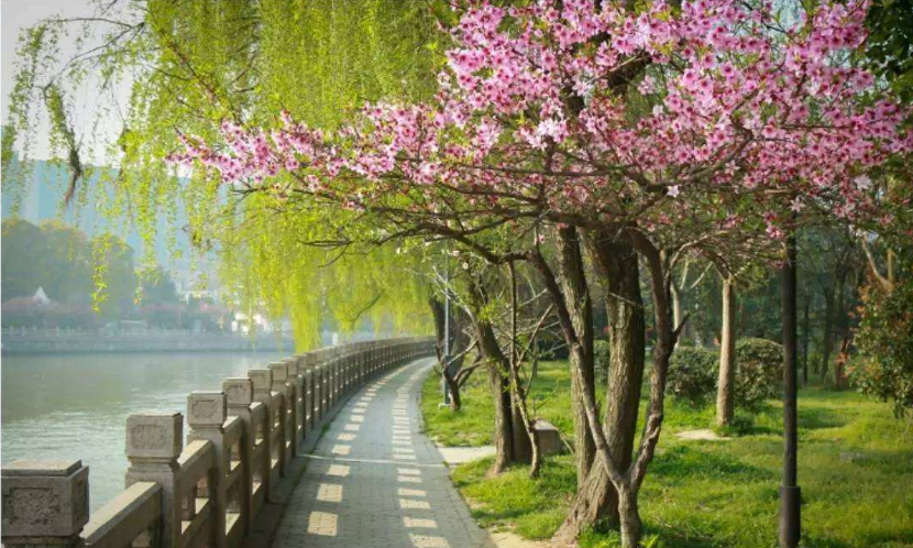 春季到來，花季盛開，三月撩人時節(jié)