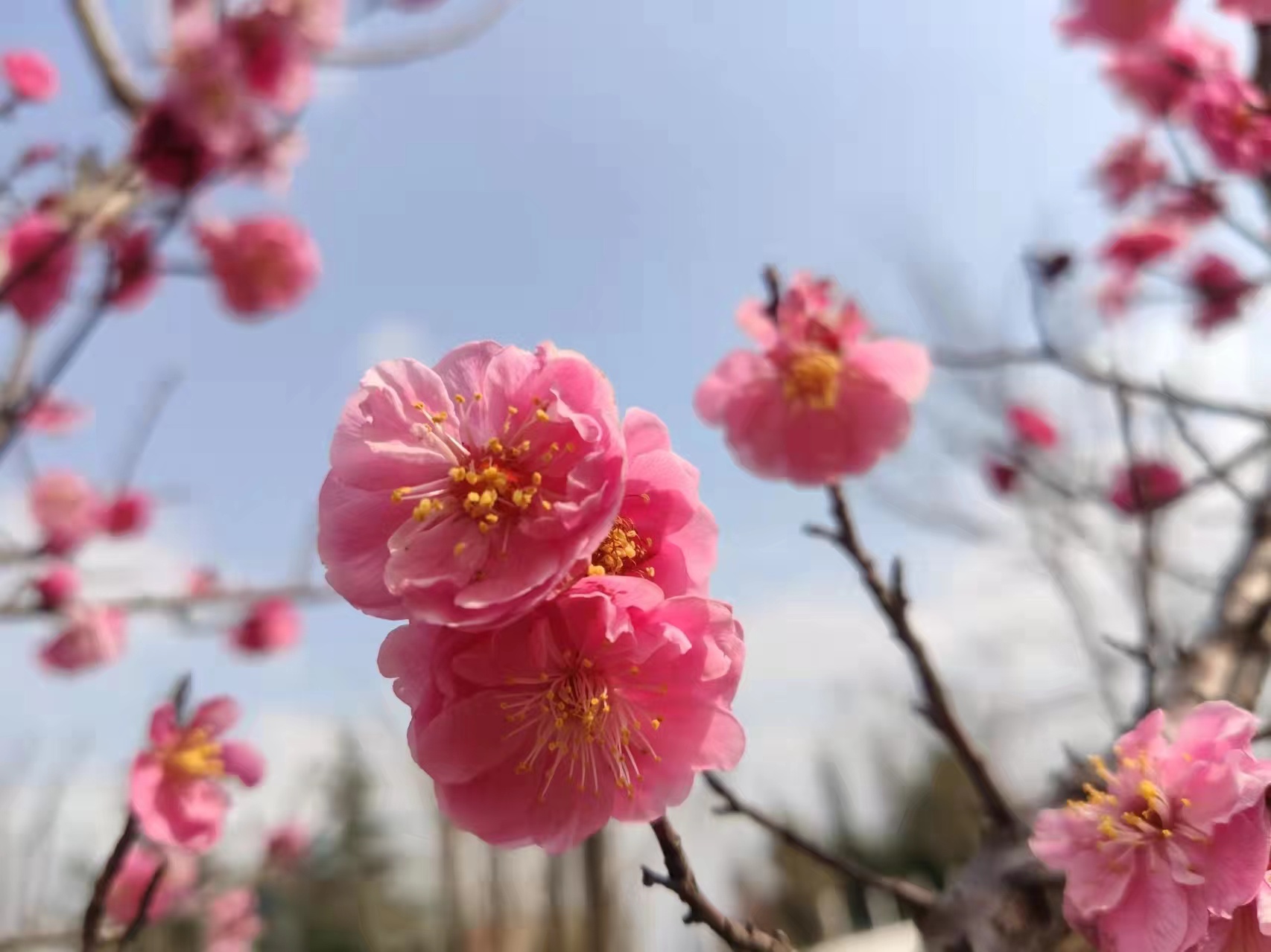 梅開正當(dāng)時(shí)