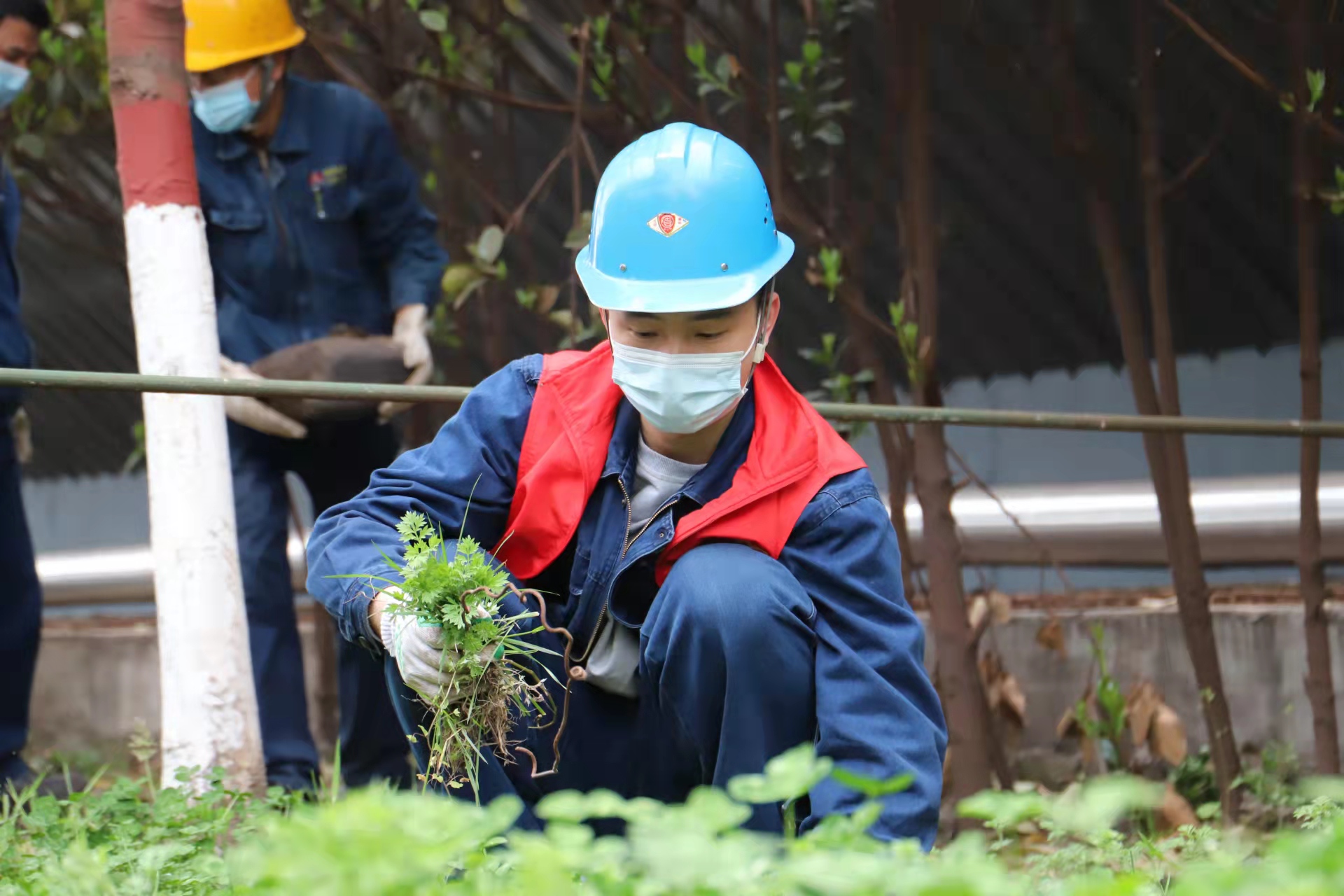 最美青安崗，共育“安全林”