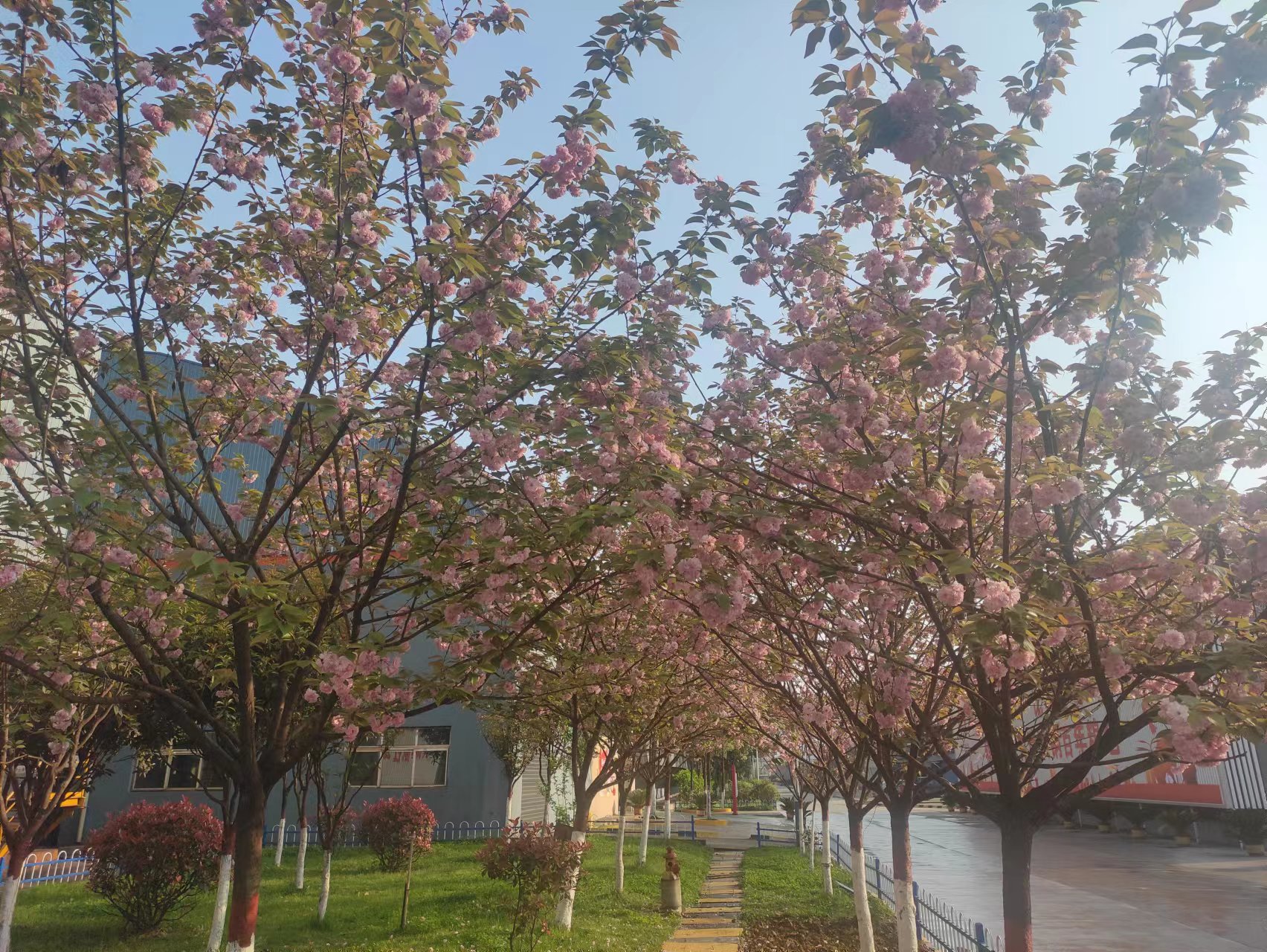 春天，在漢鋼邂逅櫻花