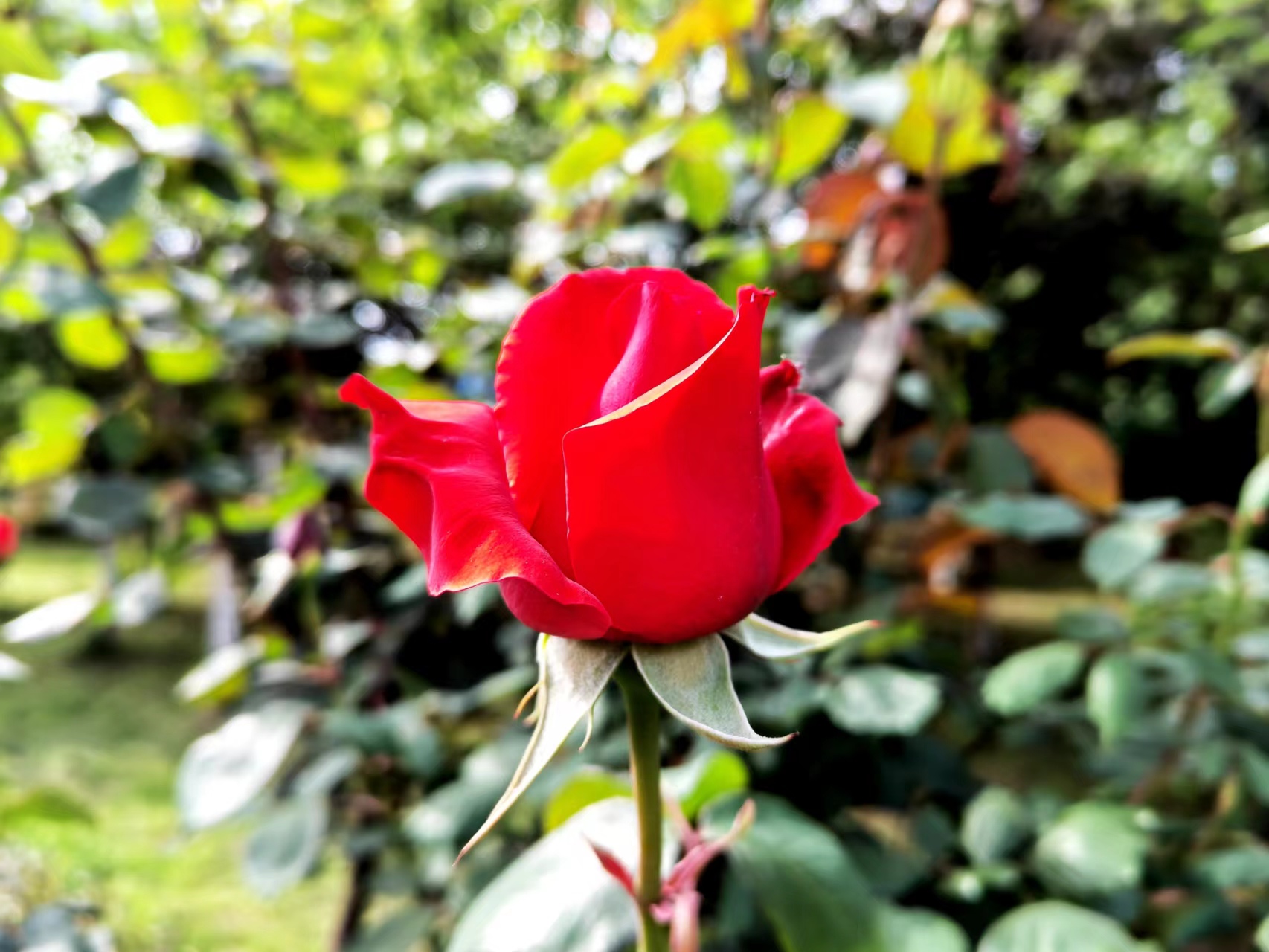 姹紫嫣紅，領(lǐng)略鋼城之美