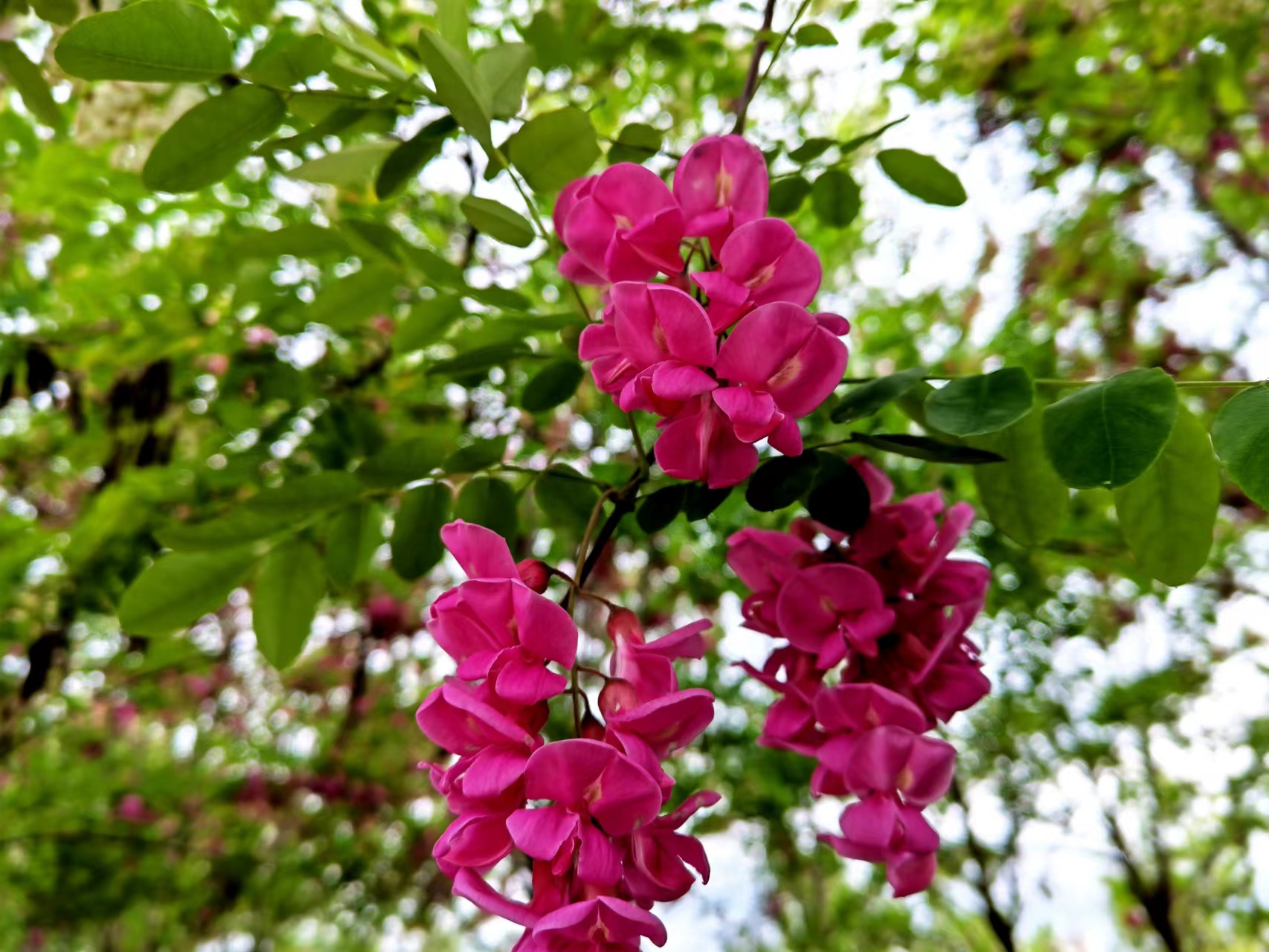 姹紫嫣紅，領(lǐng)略鋼城之美