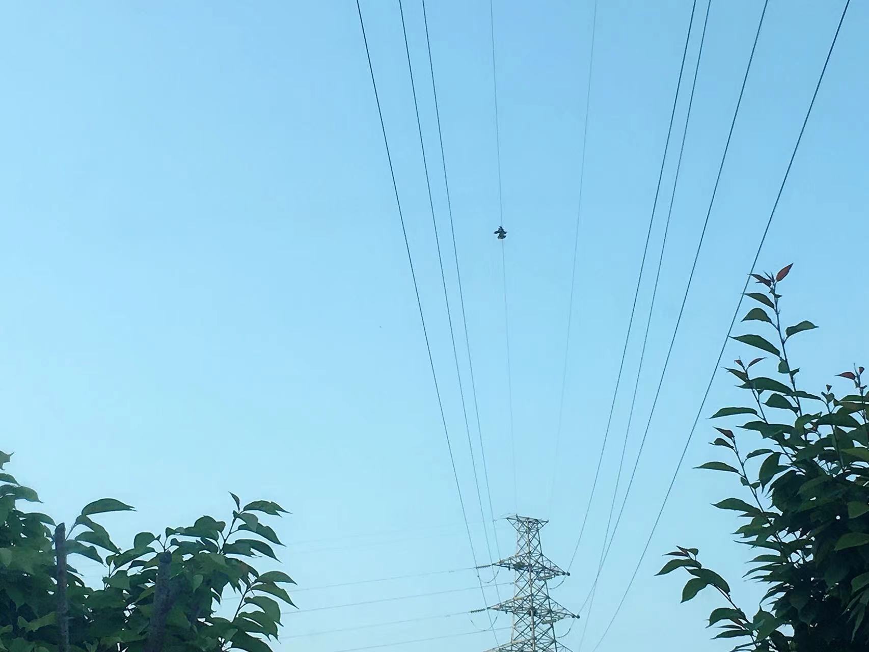 漢鋼郭虎緊急聯(lián)系救蒼鷺  勉縣動(dòng)物保護(hù)站為他點(diǎn)贊！
