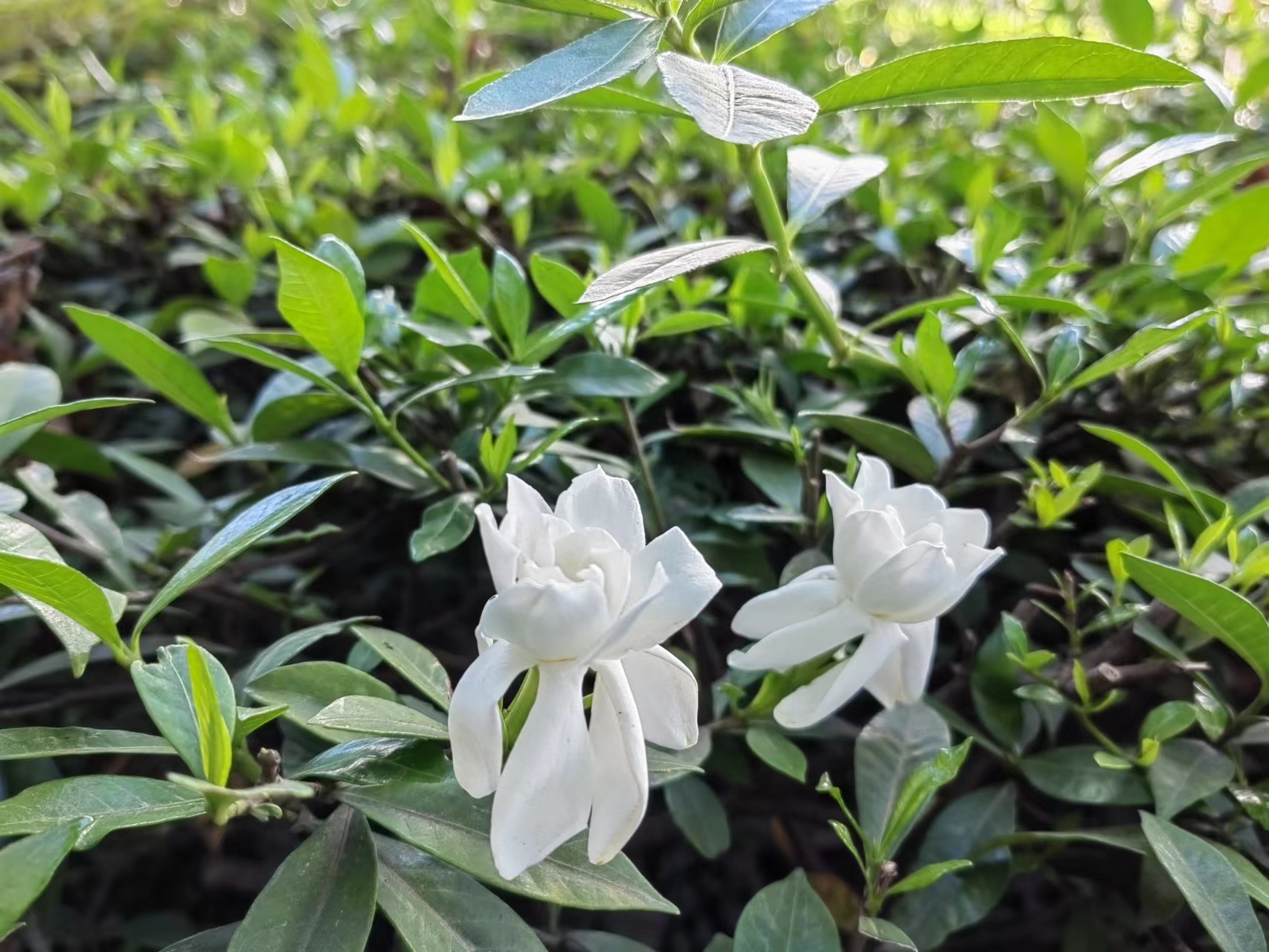 梔子花開，李子滿園