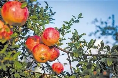 庫房的“紅燈籠”