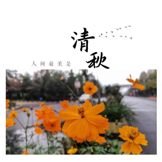 入眼皆是畫！打卡十里鋼城“花樣”秋天