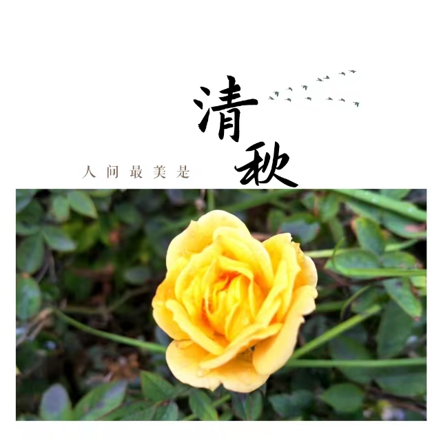 入眼皆是畫！打卡十里鋼城“花樣”秋天