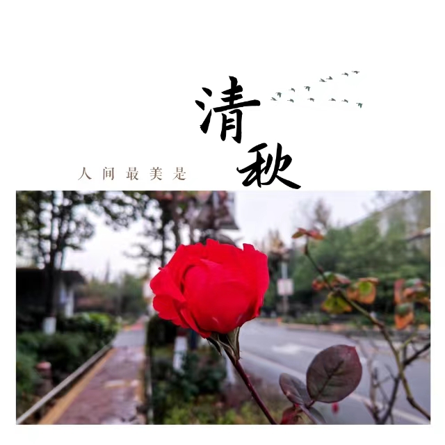 入眼皆是畫！打卡十里鋼城“花樣”秋天