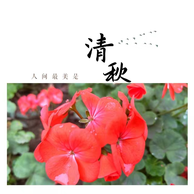 入眼皆是畫！打卡十里鋼城“花樣”秋天