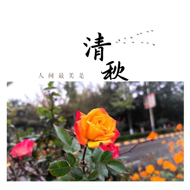 入眼皆是畫！打卡十里鋼城“花樣”秋天