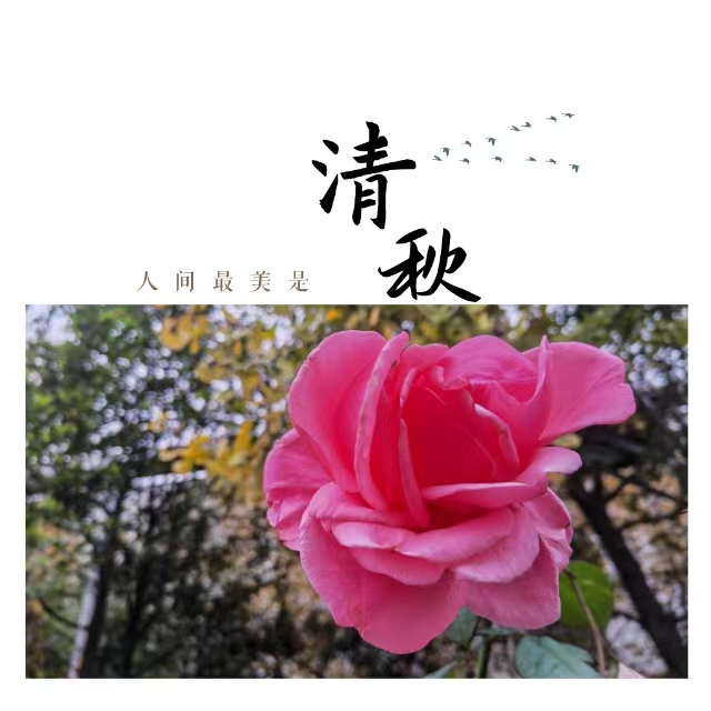 入眼皆是畫！打卡十里鋼城“花樣”秋天