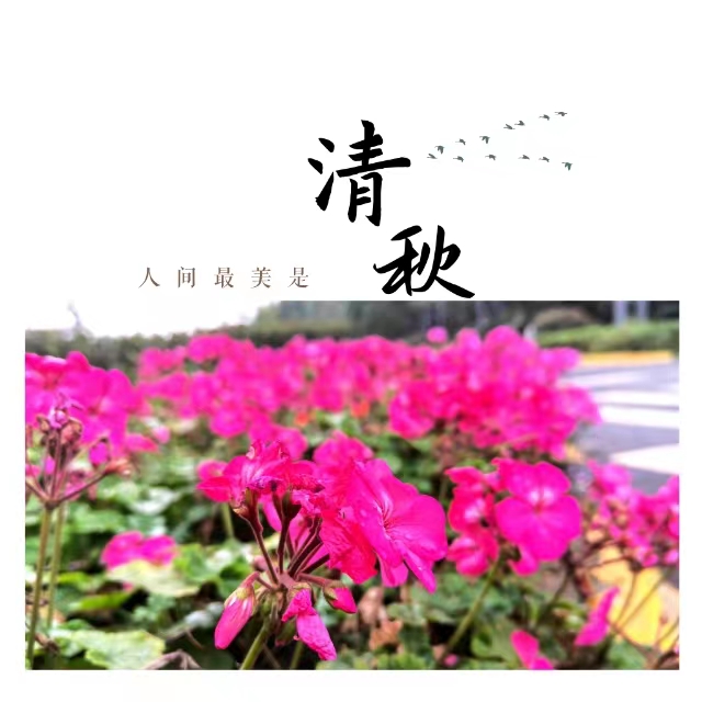 入眼皆是畫！打卡十里鋼城“花樣”秋天