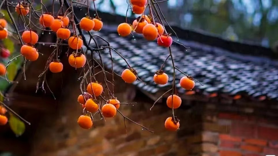 又逢秋雨時(shí)