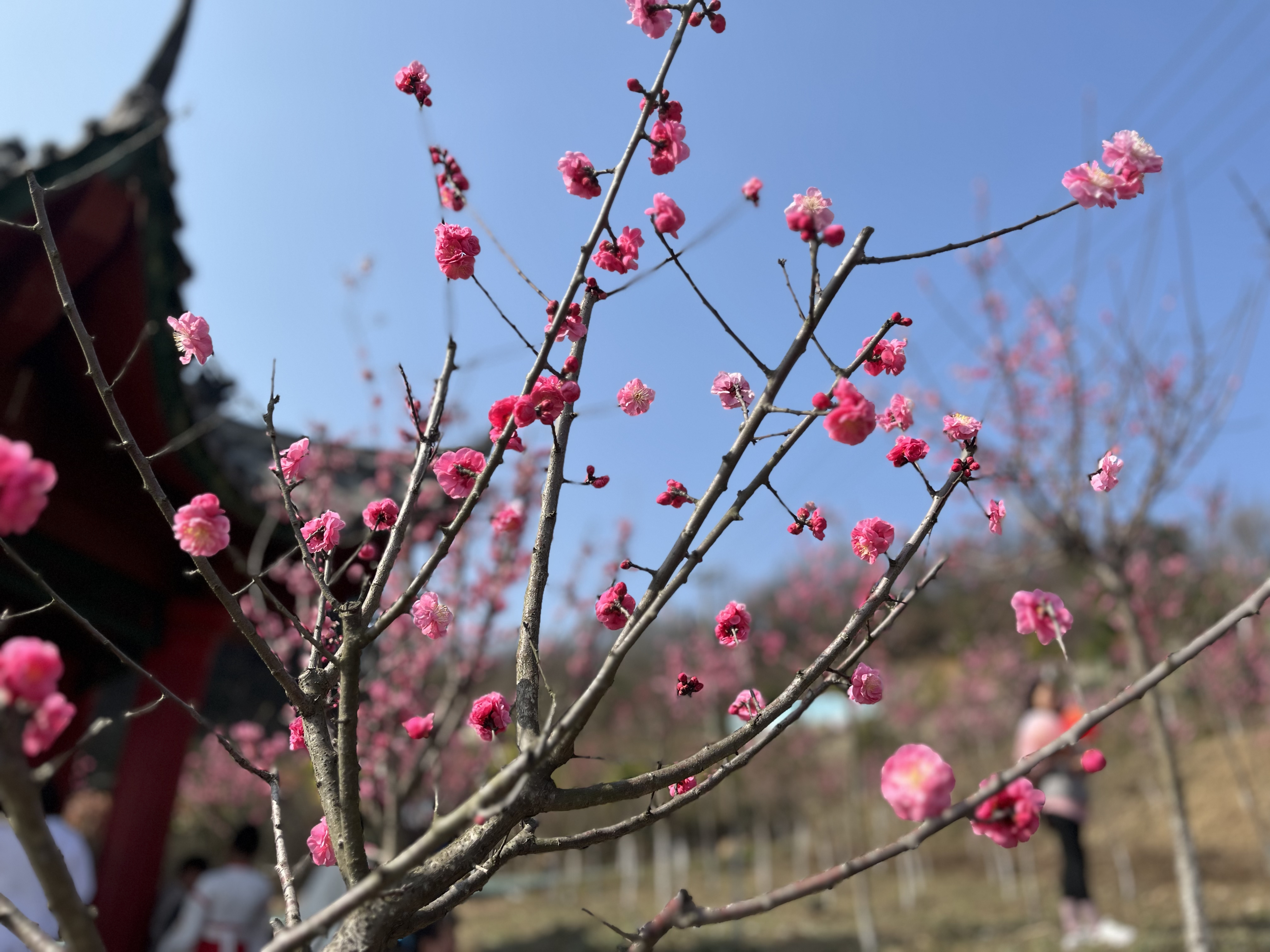 花開錦繡春草綠 巾幗牽手伴“童”行        —設(shè)備管理中心2023年“慶三八”戶外踏青活動