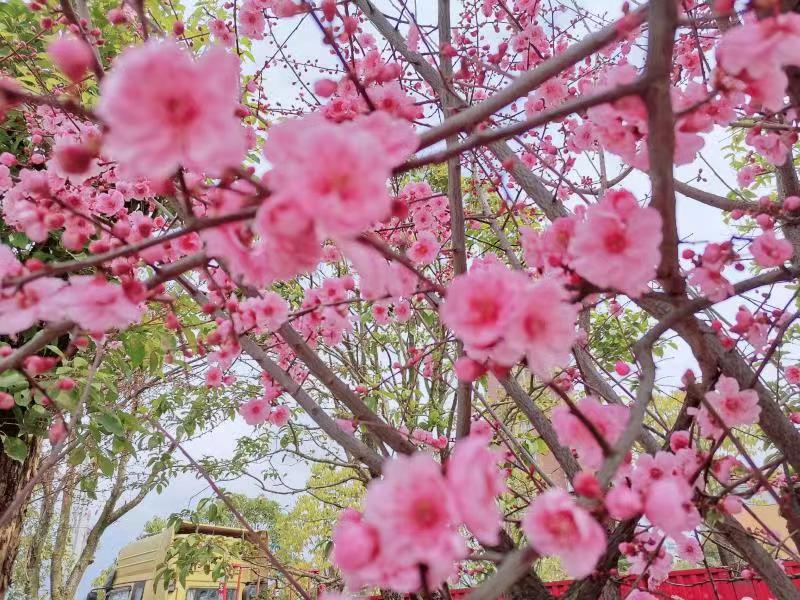 與春，重逢