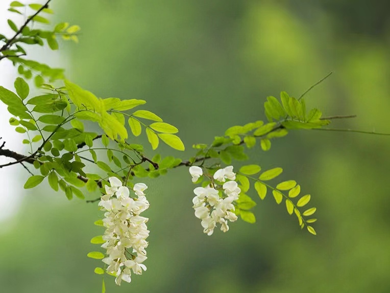 時(shí)光清淺，槐花情濃