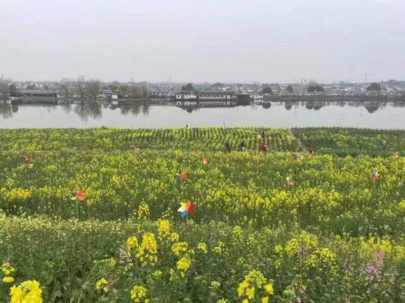 油菜花開，放紙鳶正當時