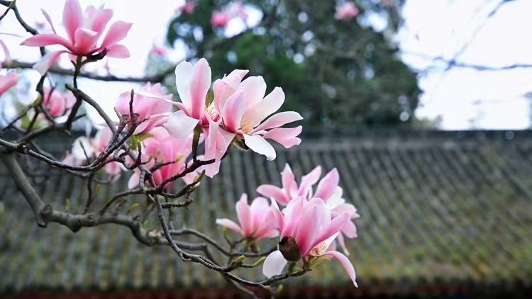 無處不飛花，浪漫春天在漢中
