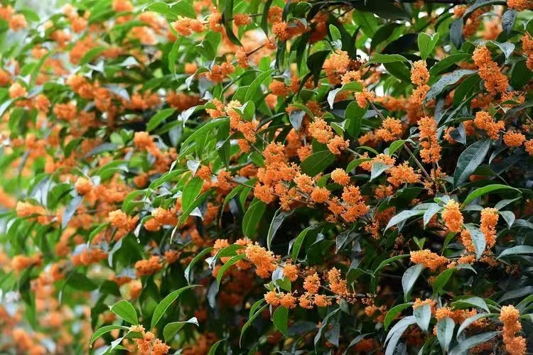 桂花飄香，思念綿長