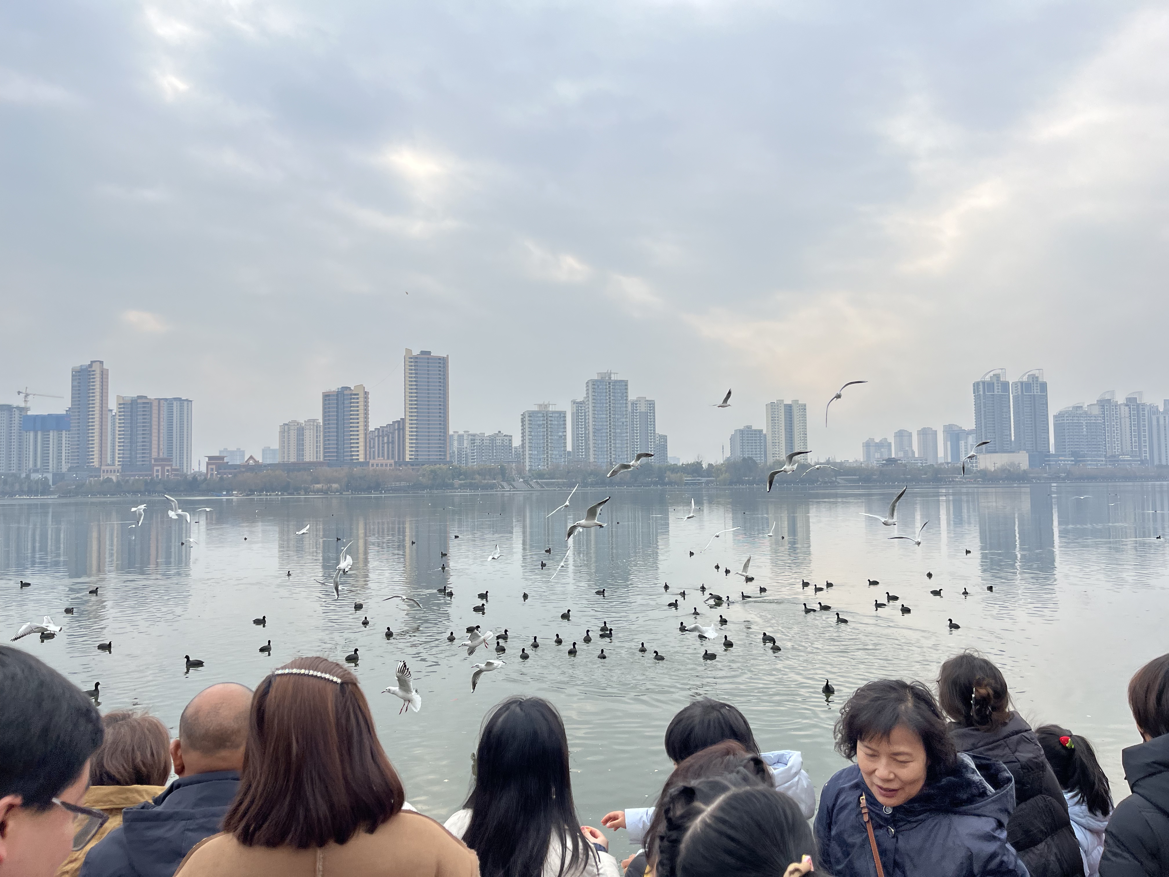 漢江水暖，紅嘴鷗歸